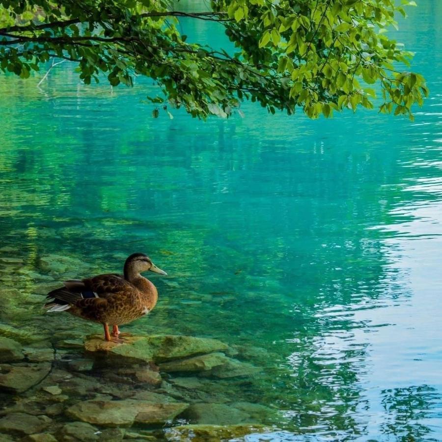 Plitvice Fairytale Bed & Breakfast พลิตวิชกา เยเซรา ภายนอก รูปภาพ